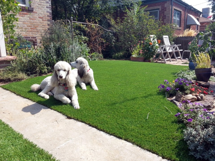 Faux Grass Rancho San Diego, California Design Ideas, Dogs